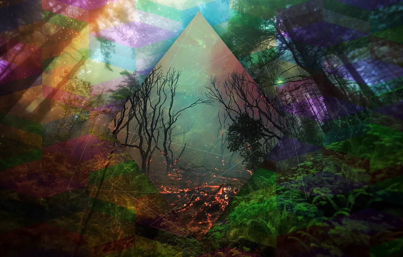 Photo wallpaper forest, trees, line, abstraction, color