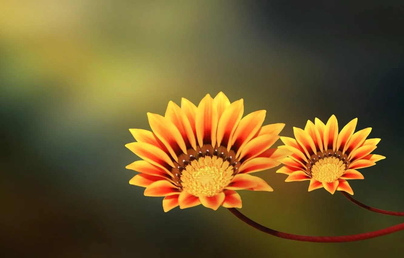 Photo wallpaper flowers, petals, stem