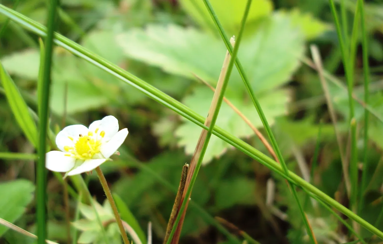 Photo wallpaper strawberry, weed, flowers