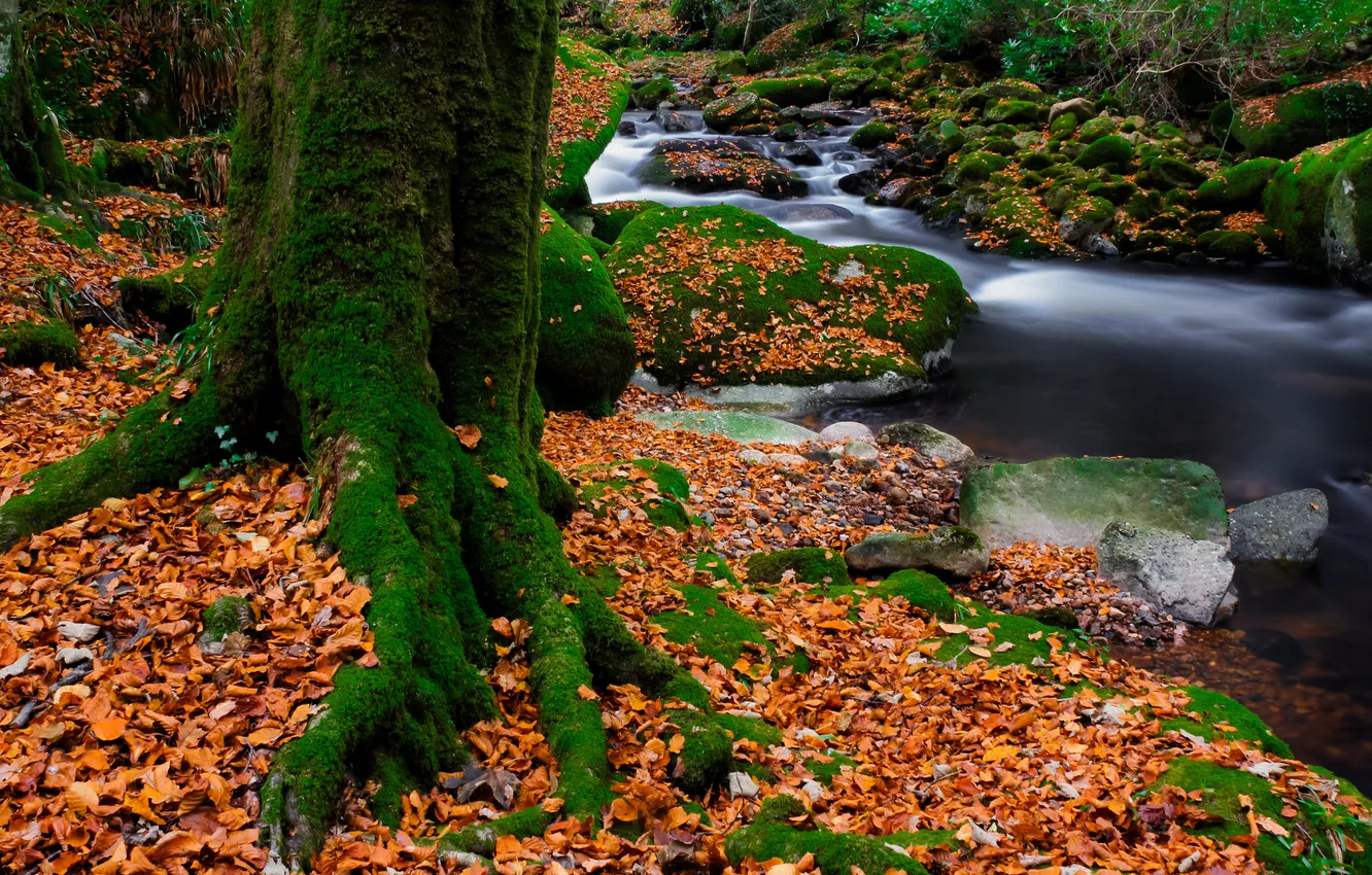 Photo wallpaper autumn, forest, leaves, trees, stream, stones, moss