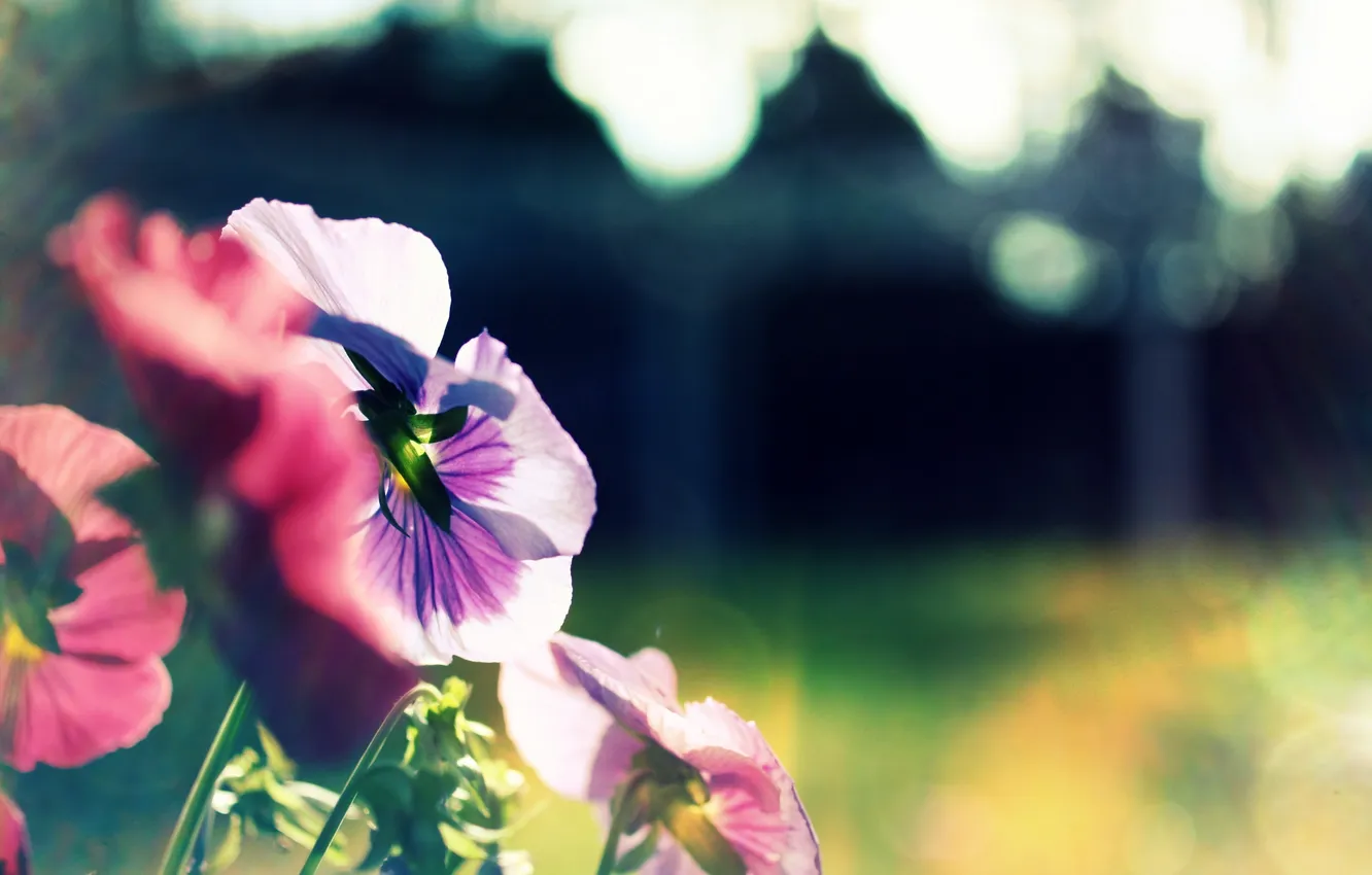 Photo wallpaper the sun, flowers, nature, glare, Wallpaper, plant, blur, bokeh