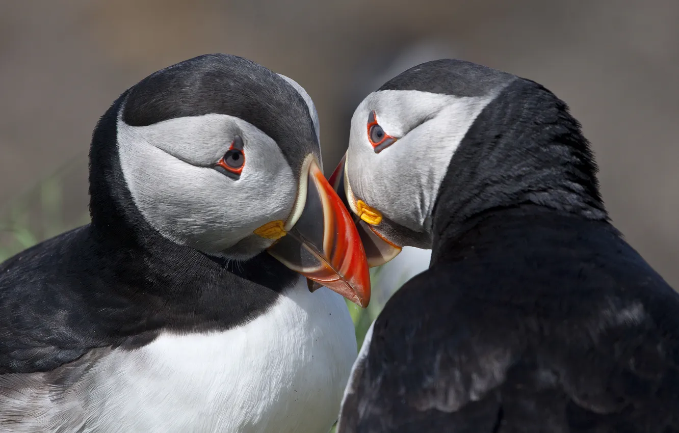 Photo wallpaper bird, two, stalled