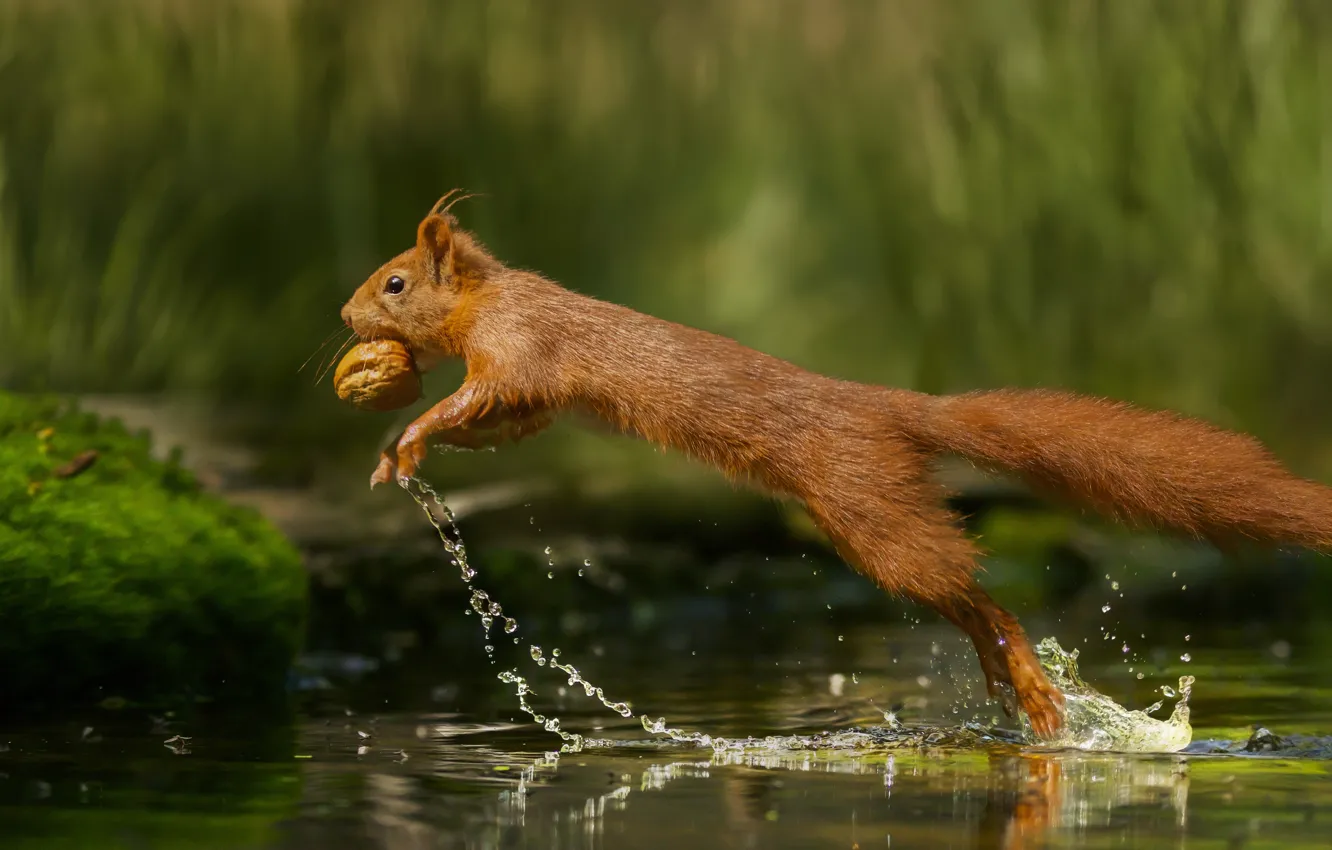 Photo wallpaper Water, Jump, Protein, Red, Rodent, Walnut, Animal