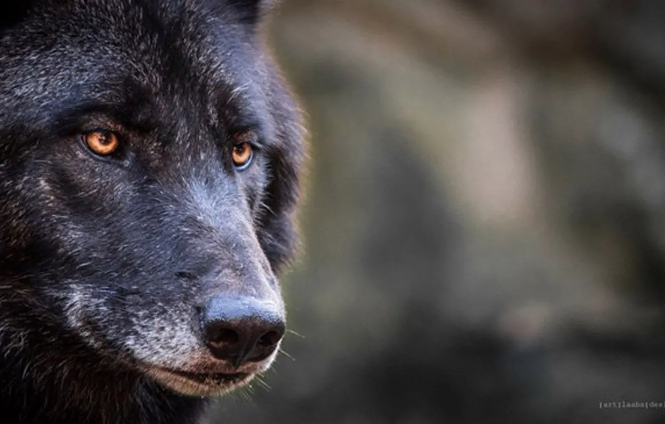 Photo wallpaper Predator, nature, animal, wolf, canis lupus, wildlife, Black Wolf, portrait.