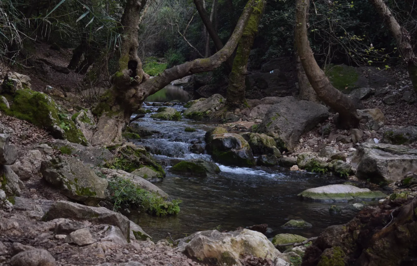 Photo wallpaper green, forest, river, nature, water, wild, Israel