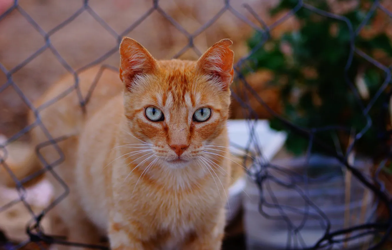 Photo wallpaper mustache, Koshak, red, Tomcat