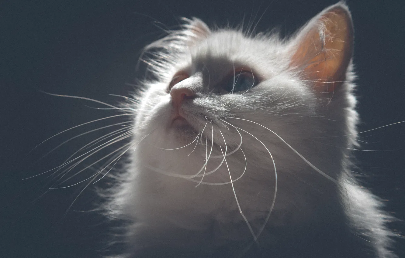 Photo wallpaper cat, white, mustache, light, kitty