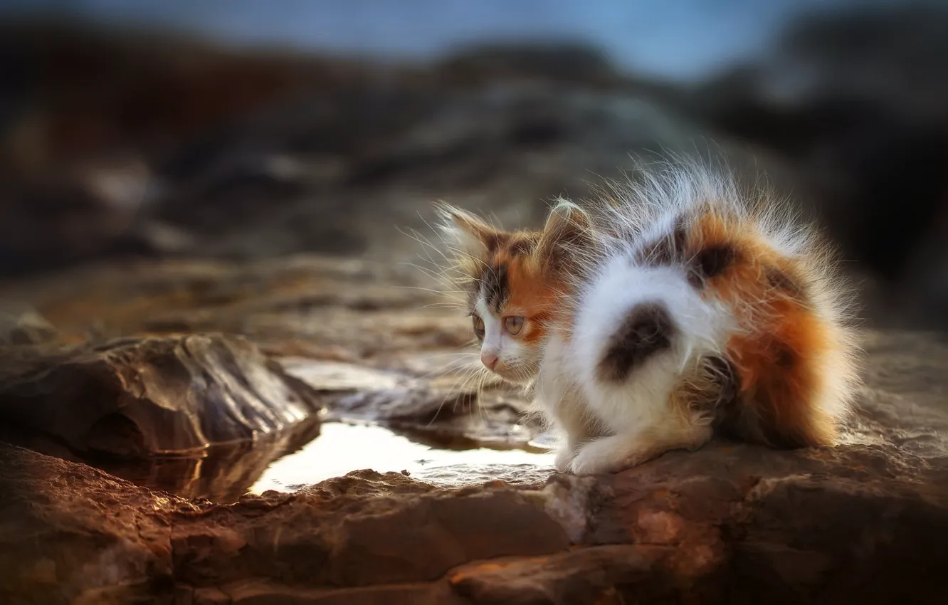 Photo wallpaper puddle, kitty, cat
