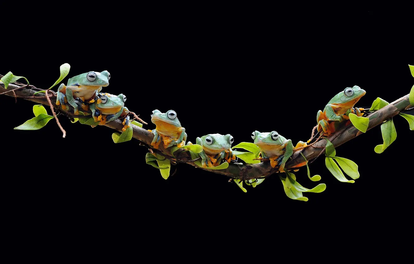 Photo wallpaper look, leaves, light, branches, pose, frog, stem, black background