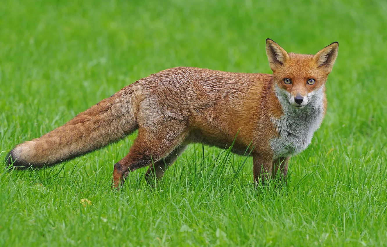 Photo wallpaper summer, grass, glade, Fox, red