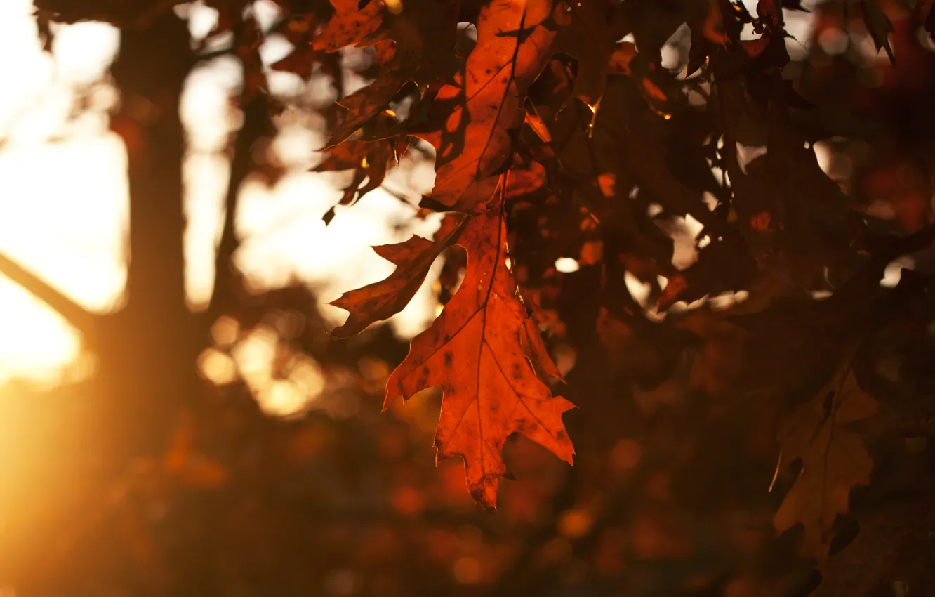 Photo wallpaper autumn, the sky, leaves, the sun, rays, trees, sunset, the evening