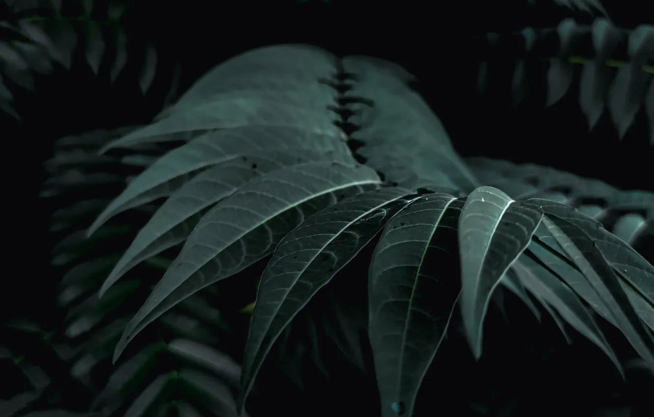 Photo wallpaper leaf, treatment, the atmosphere, dark, the bushes