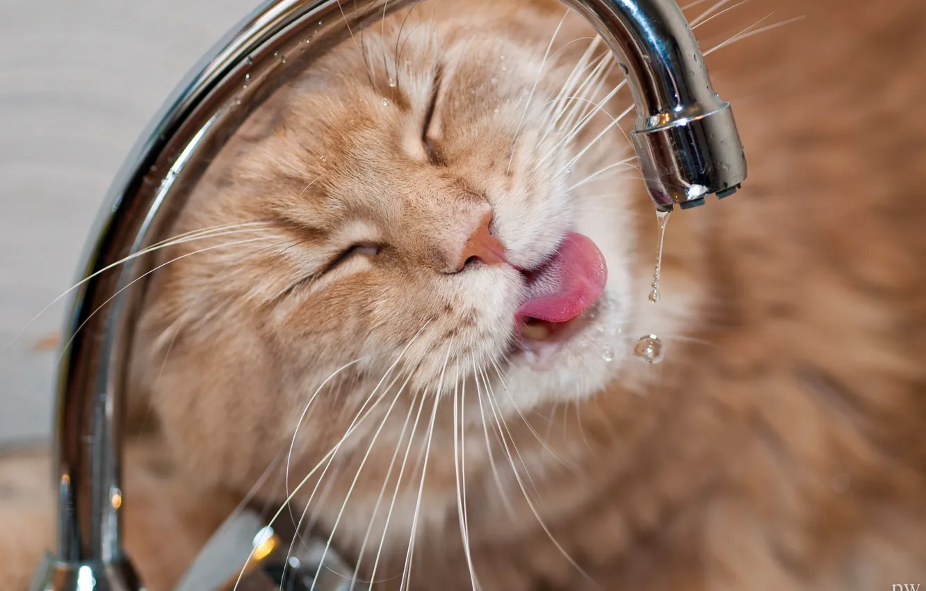 Photo wallpaper cat, face, water, drops, thirst, crane, Kote, Maine Coon