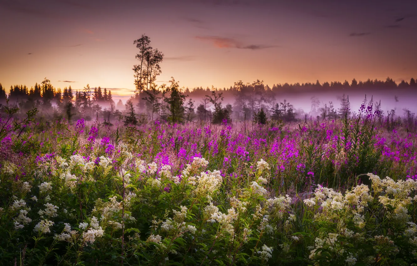Photo wallpaper field, flowers, fog