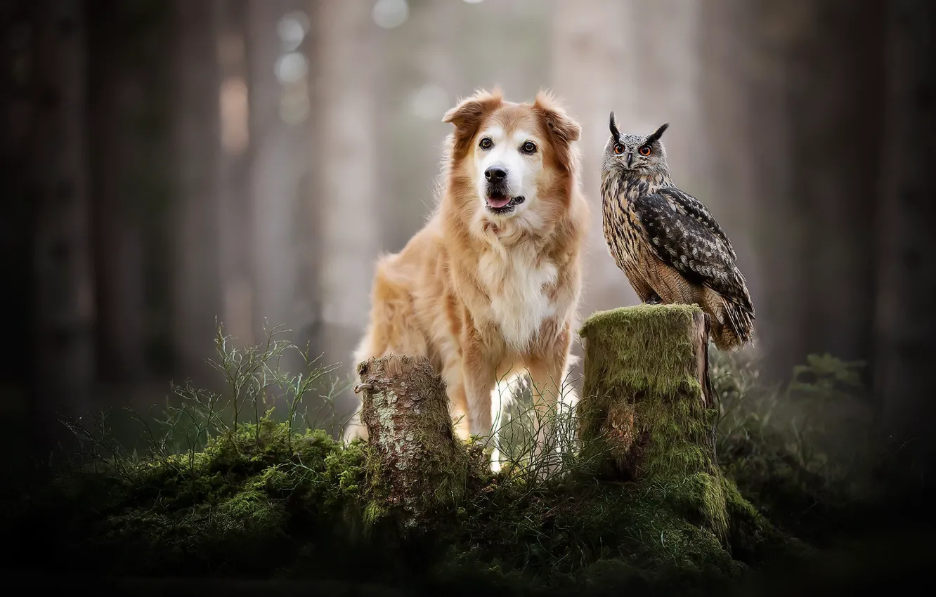 Wallpaper forest, nature, bird, dog for mobile and desktop, section ...