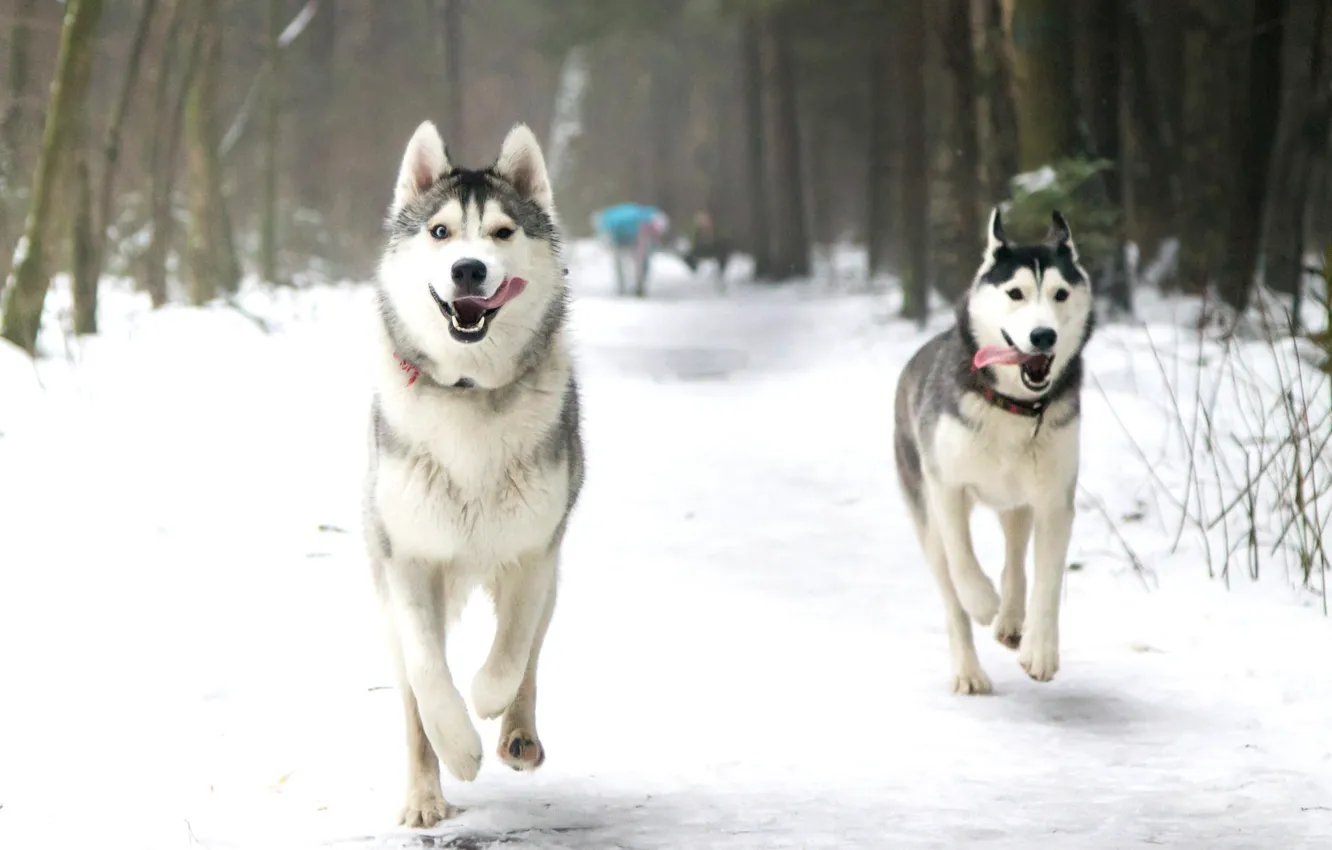 Photo wallpaper winter, language, dogs, snow, Park, running, husky, Laika