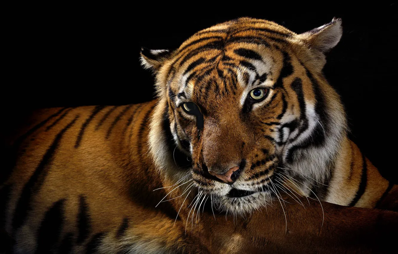 Photo wallpaper tiger, predator, black background, wild cats