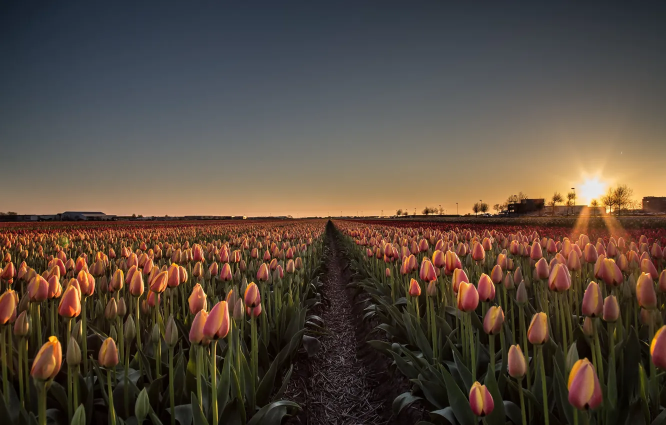 Photo wallpaper field, the sky, the sun, rays, light, sunset, flowers, spring