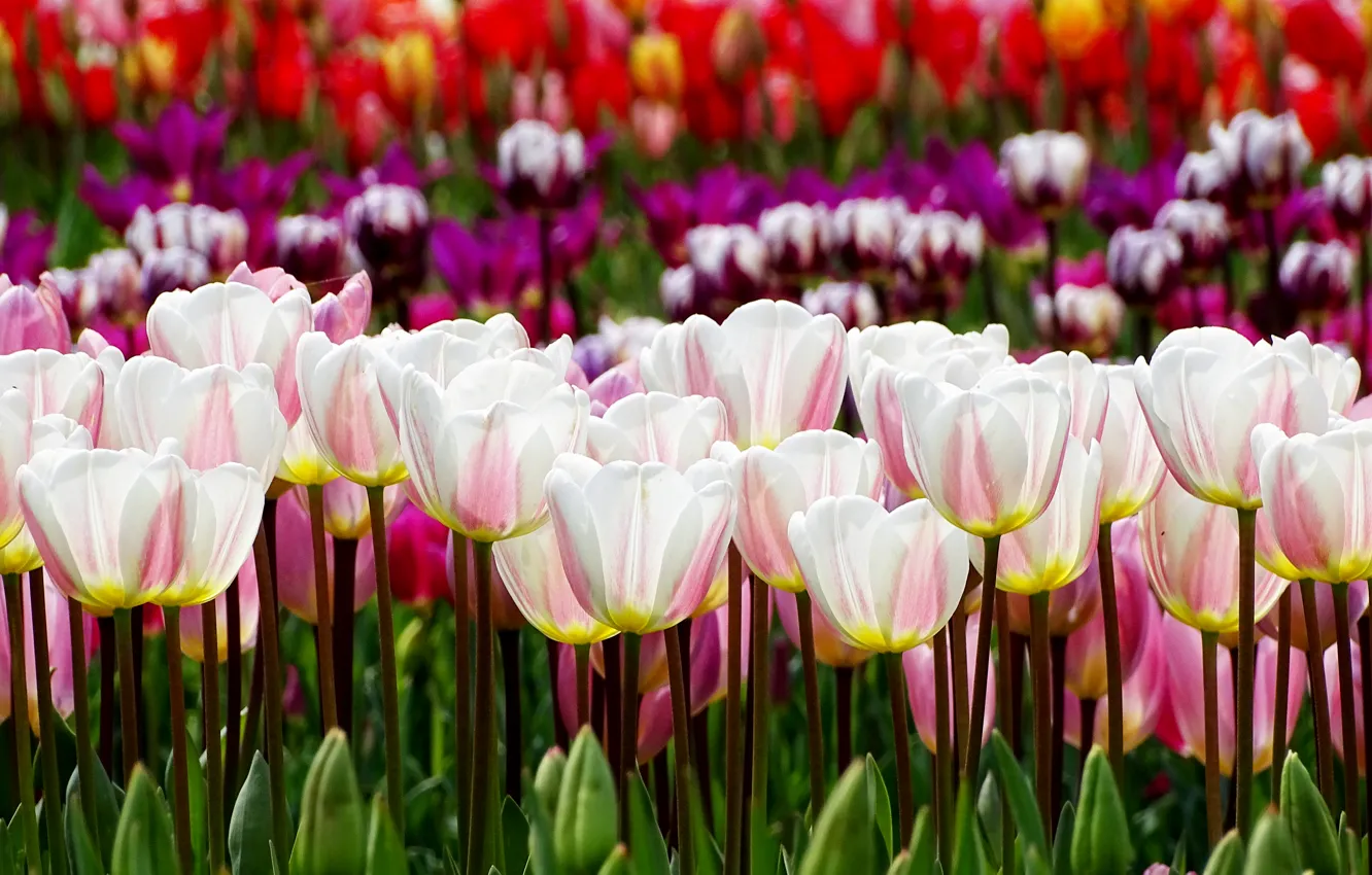 Photo wallpaper spring, tulips, tulips, spring
