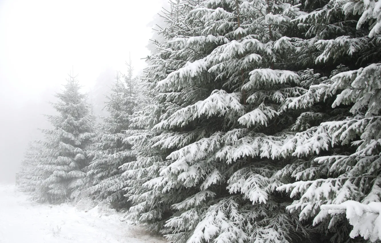 Photo wallpaper winter, forest, snow, frost, forest, winter, snow, frost