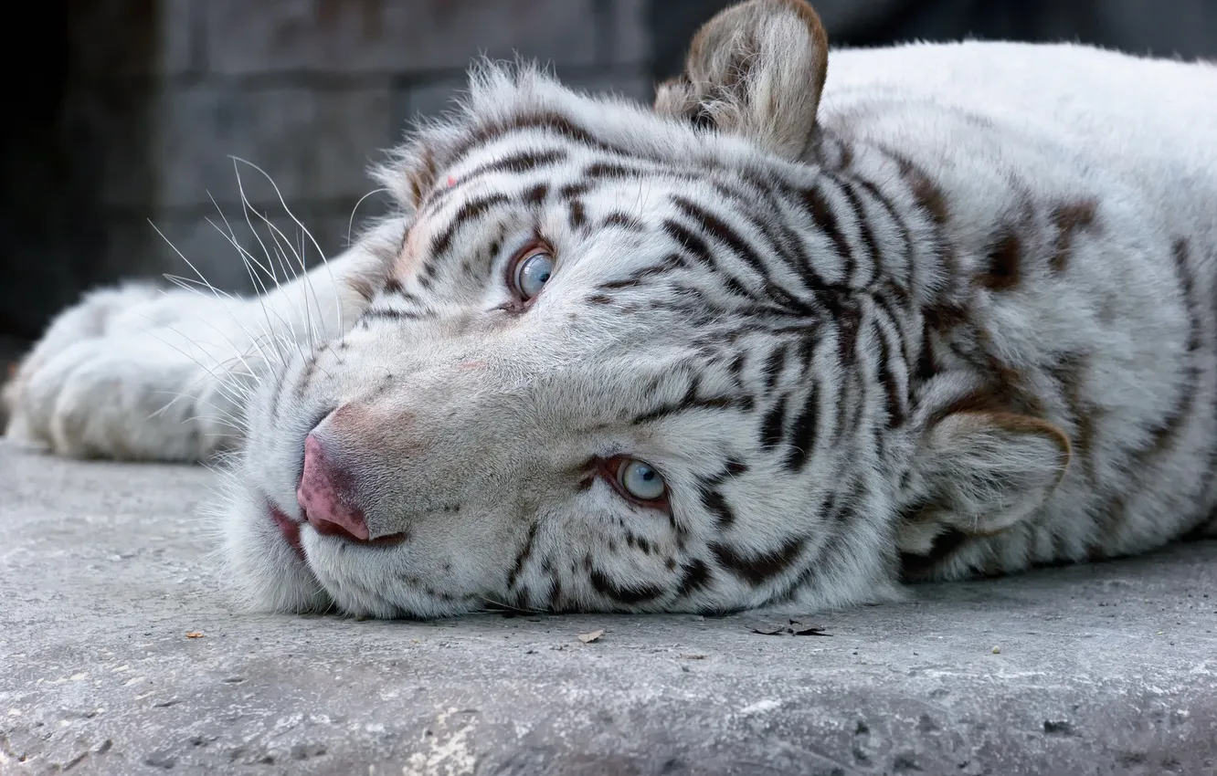 Photo wallpaper cat, look, face, white tiger