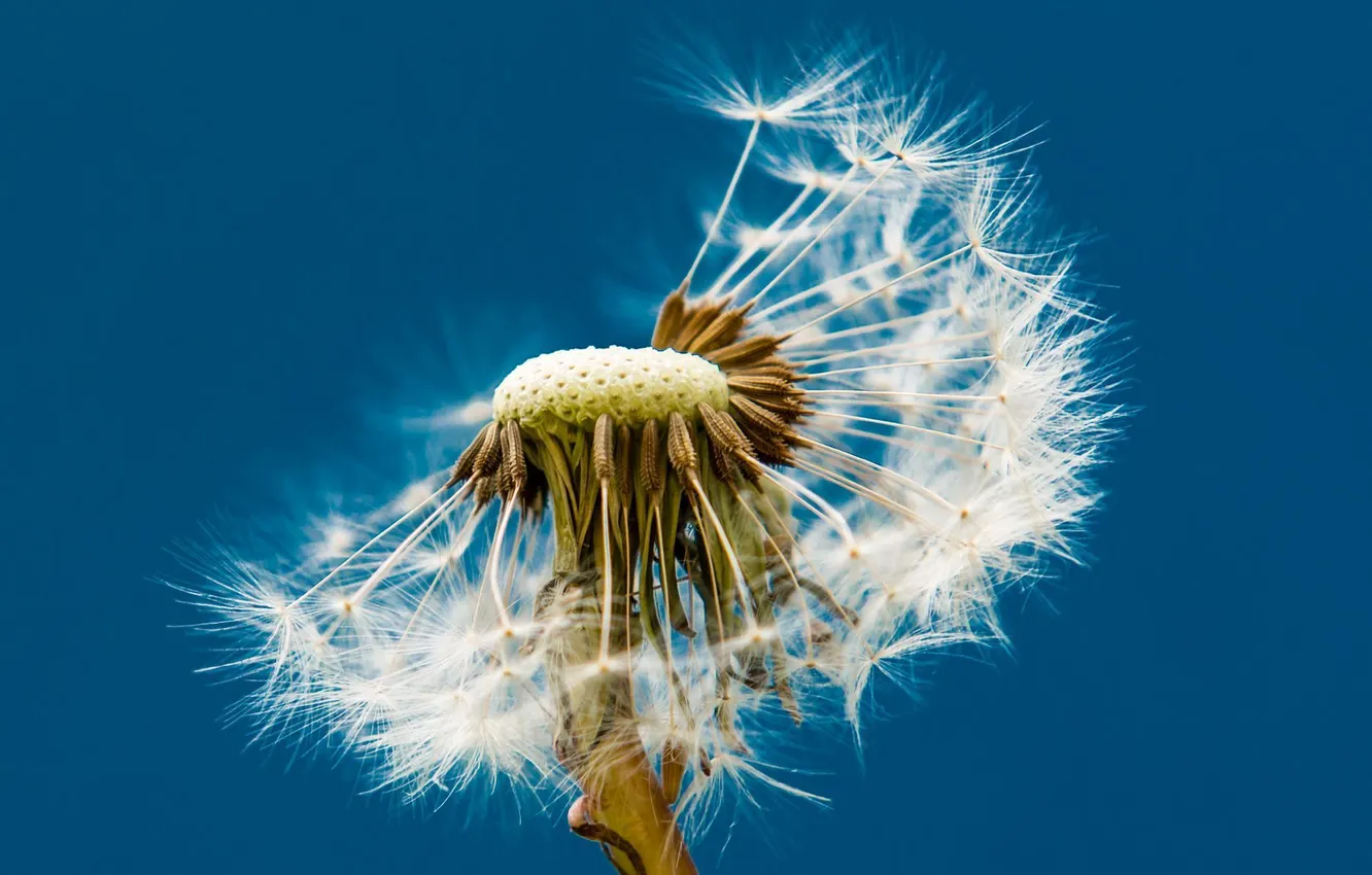 Photo wallpaper flowers, dandelion, fuzzes