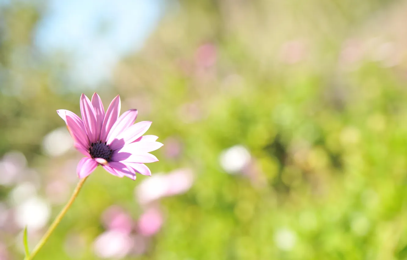 Photo wallpaper greens, summer, light, flowers, nature, glare, glade, petals