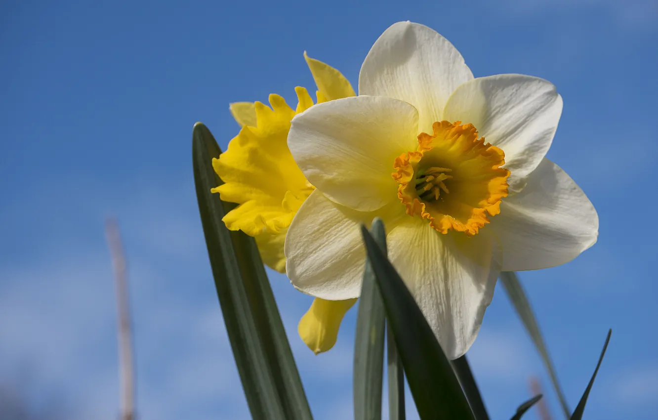 Photo wallpaper the sky, macro, daffodils