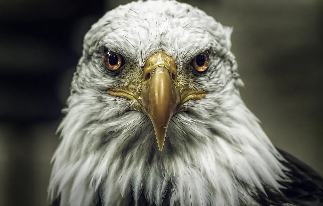 Photo wallpaper bird, predator, Orlan, Bald