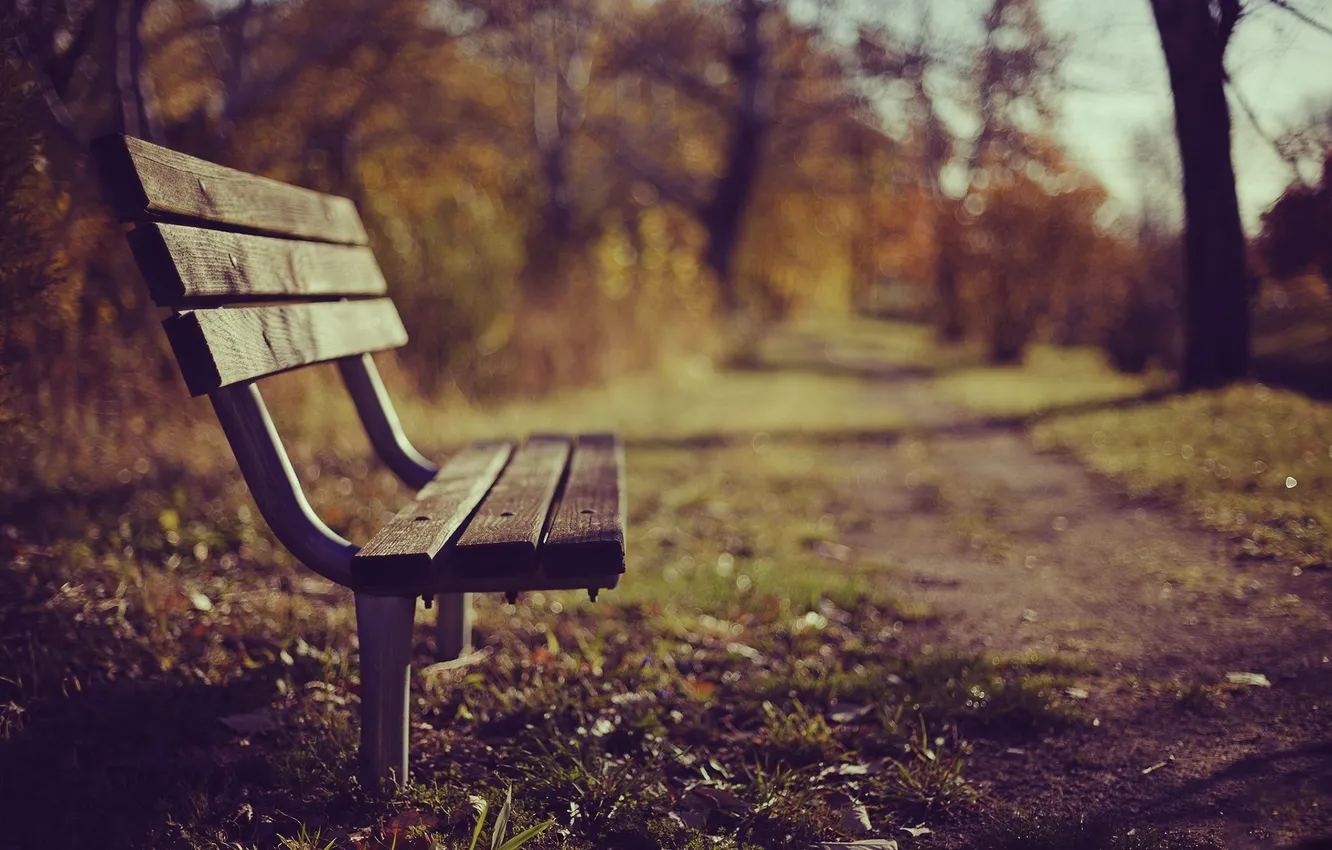 Photo wallpaper trees, leaves, branches, Seat