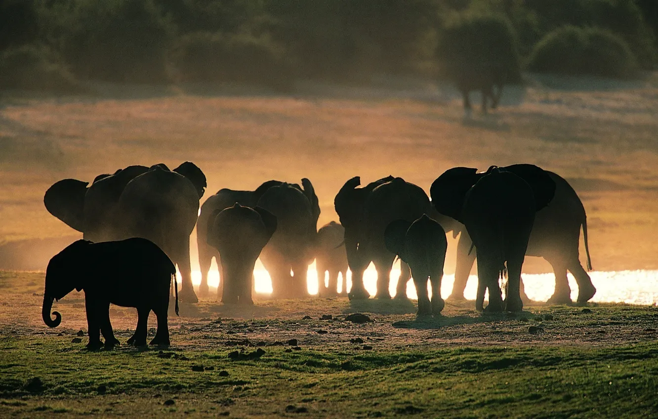 Photo wallpaper GRASS, POND, FAMILY, The HERD, SILHOUETTES, ELEPHANTS