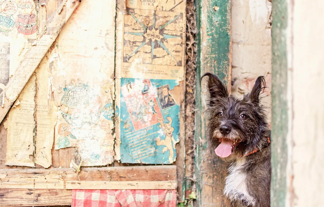 Photo wallpaper look, each, dog