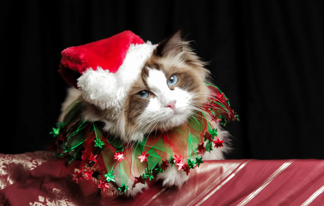 Photo wallpaper Christmas, cat, cute, Costume