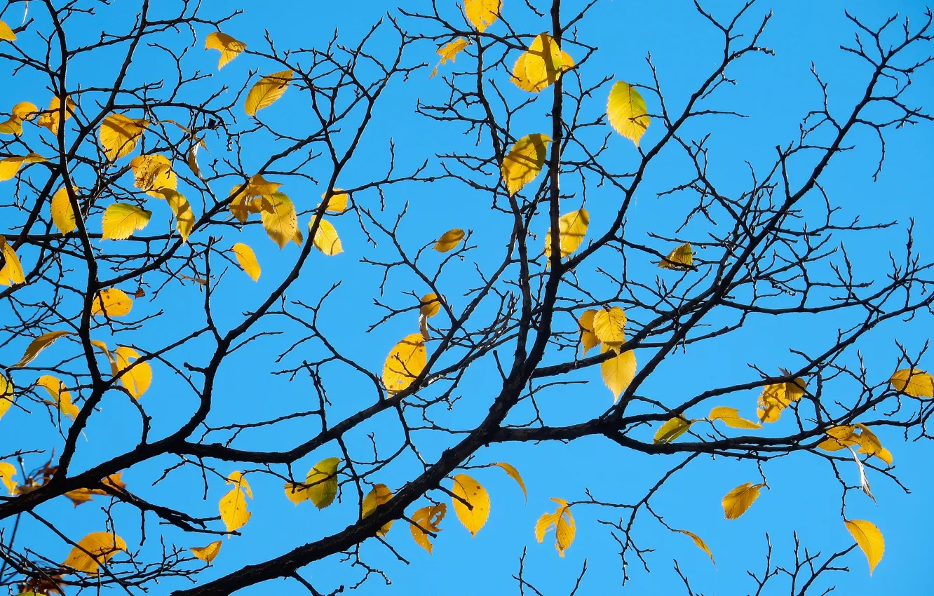 Photo wallpaper the sky, leaves, trees, nature, widescreen, Wallpaper, wallpaper, widescreen