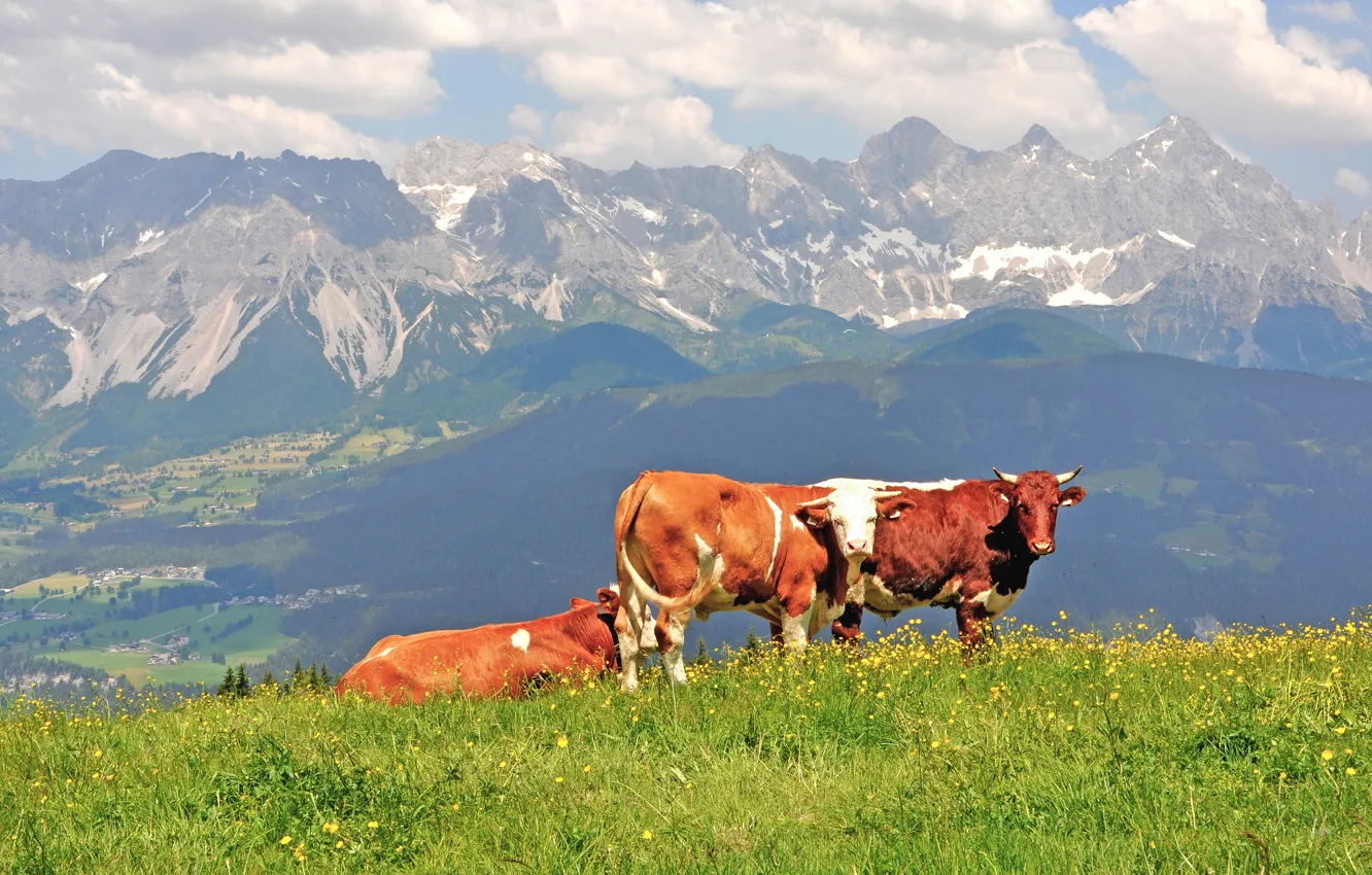 Photo wallpaper mountains, nature, cows