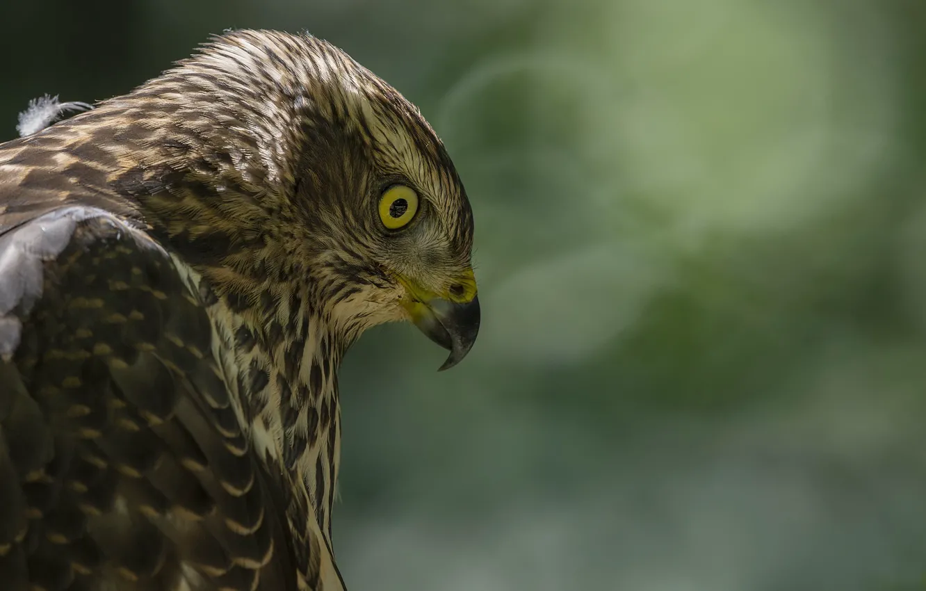 Photo wallpaper nature, bird, Goshawk
