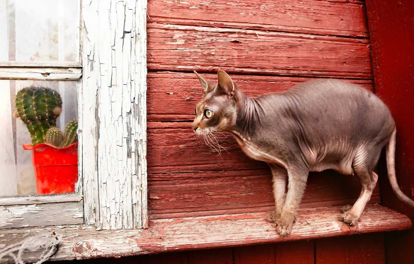 Photo wallpaper cat, cat, look, pose, house, grey, wall, window