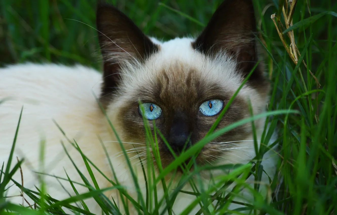 Photo wallpaper cat, grass, cat, look, face, portrait, kitty, blue eyes