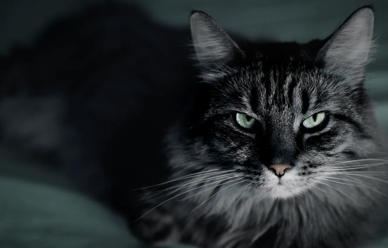 Photo wallpaper cat, cat, mustache, macro, close-up, the dark background, grey, striped
