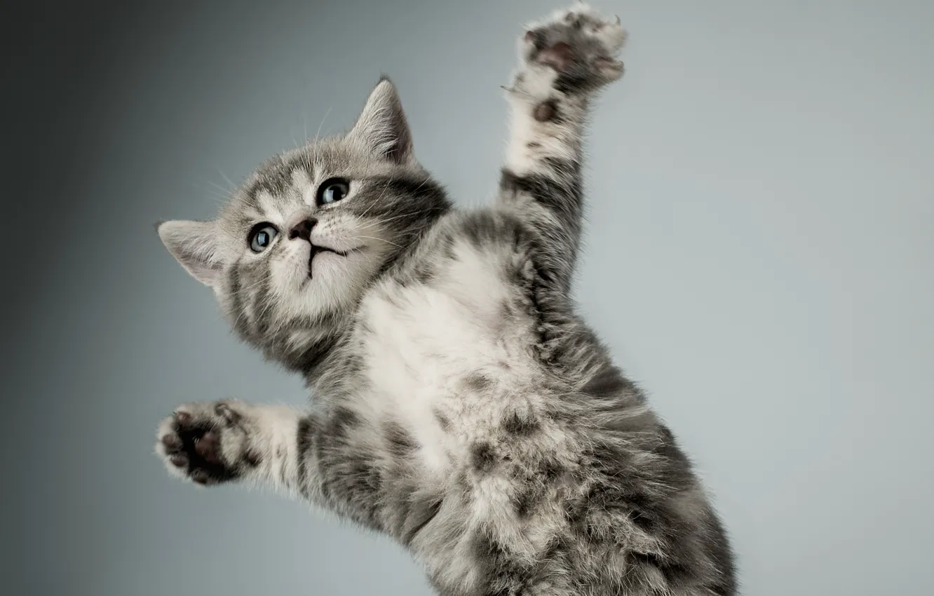 Photo wallpaper cat, white, kitty, grey, paws