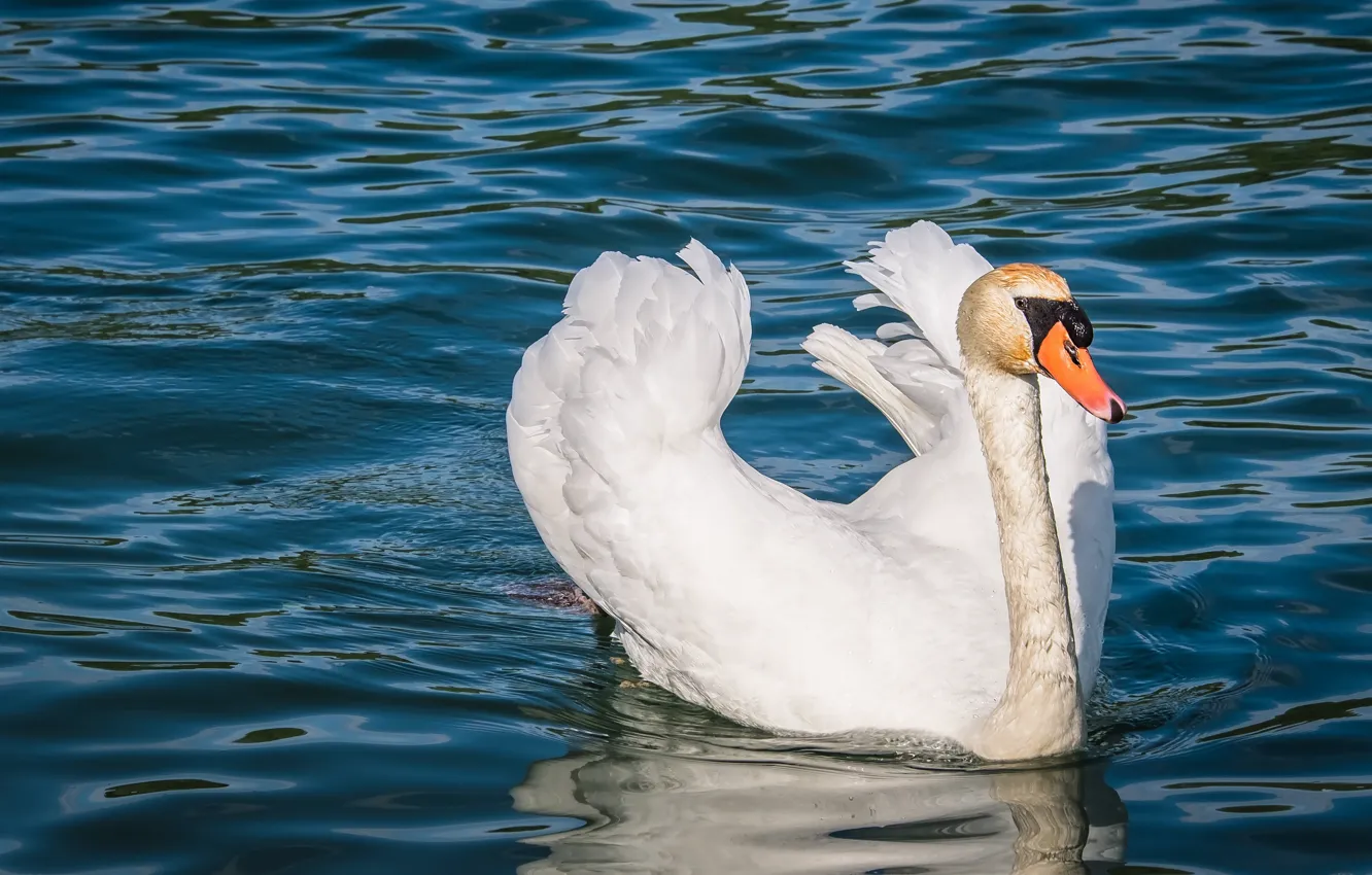 Photo wallpaper white, bird, Swan, pond, swimming
