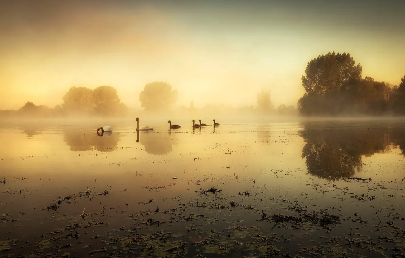 Photo wallpaper trees, fog, bird, shore, morning, swans, pond