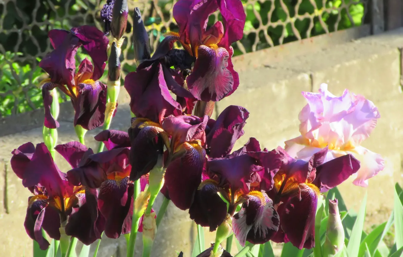 Photo wallpaper flowers, irises, dark, spring 2018, Mamala ©