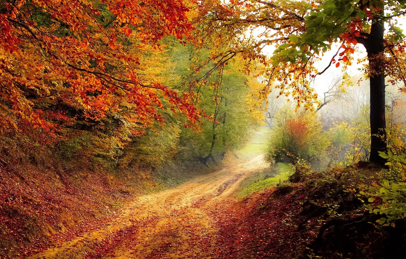 Photo wallpaper forest, road, nature, autumn