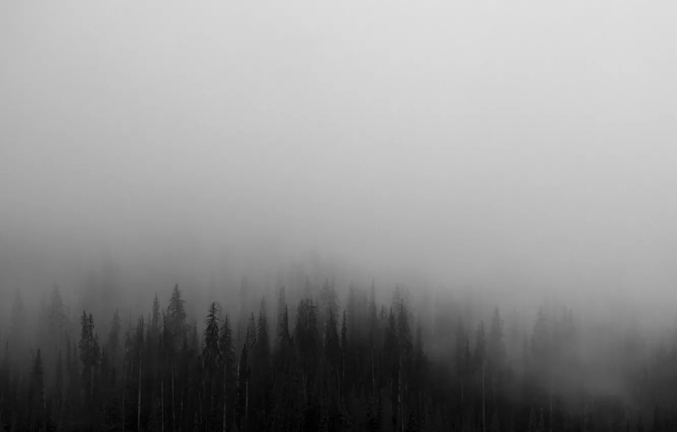 Photo wallpaper Nature, Fog, Trees, Forest