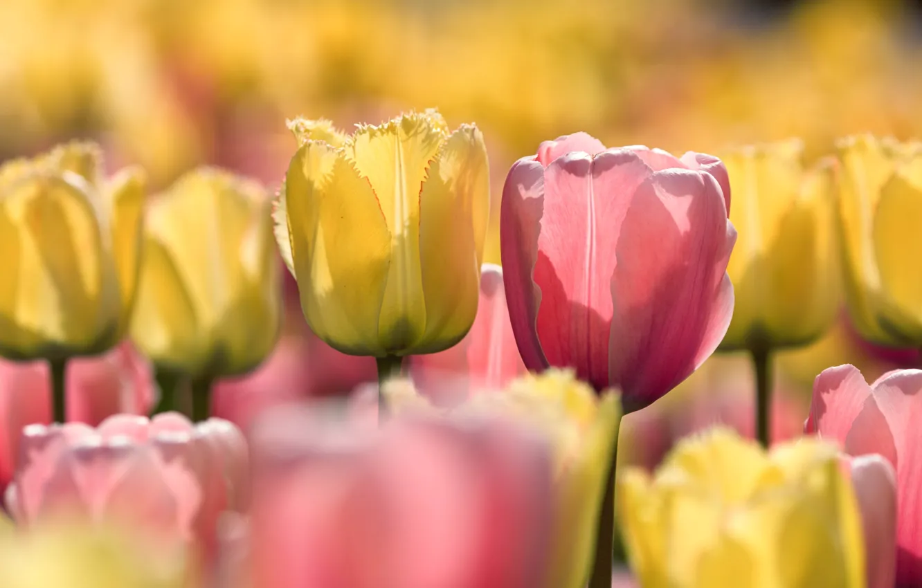 Photo wallpaper flowers, nature, spring, tulips