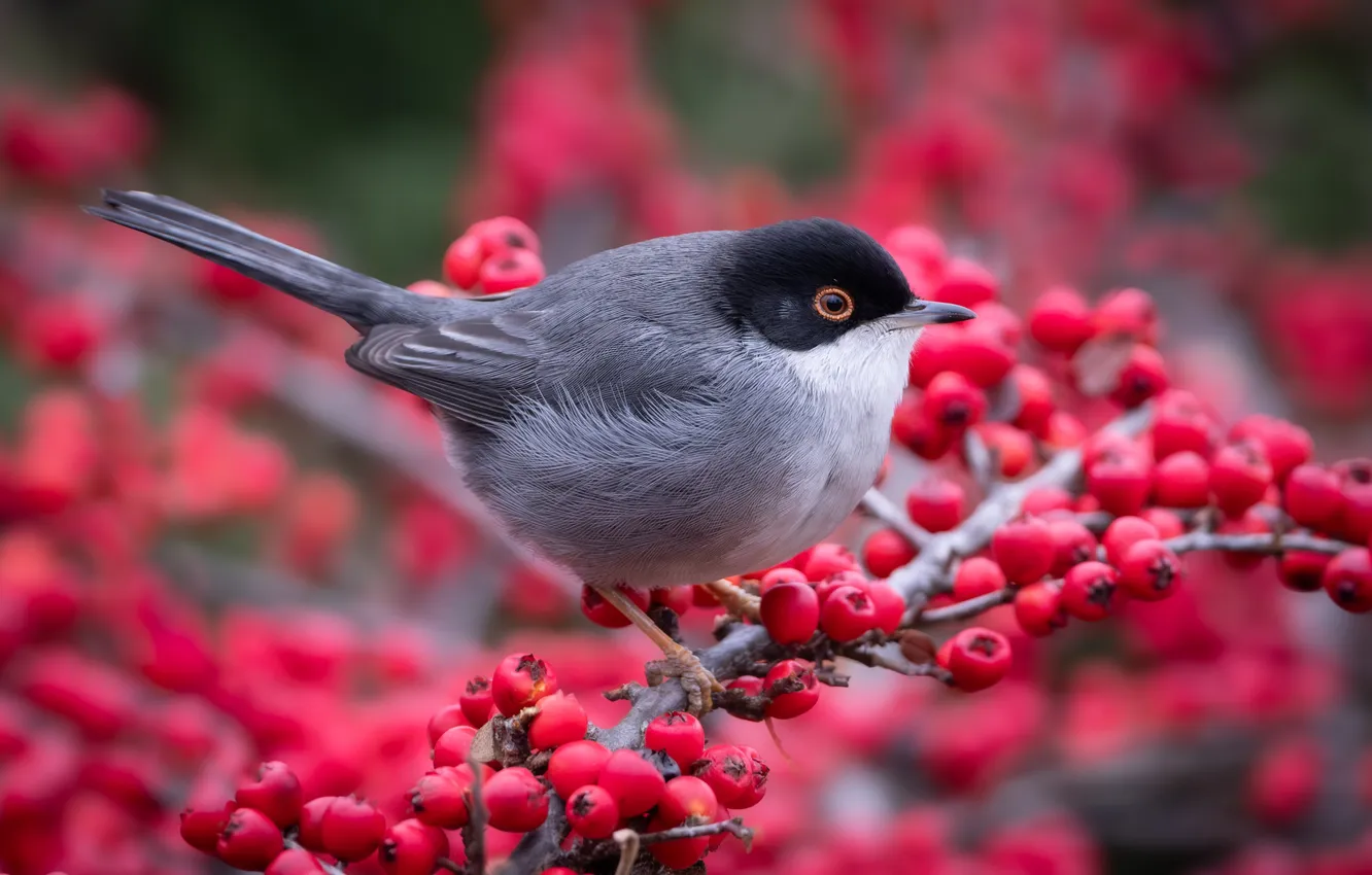 Photo wallpaper branches, red, berries, bird, fruit, Warbler, English, the Mediterranean warbler