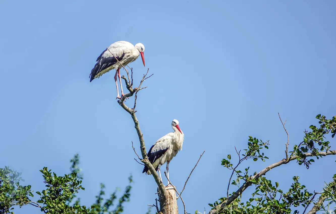 Photo wallpaper nature, bird, stork