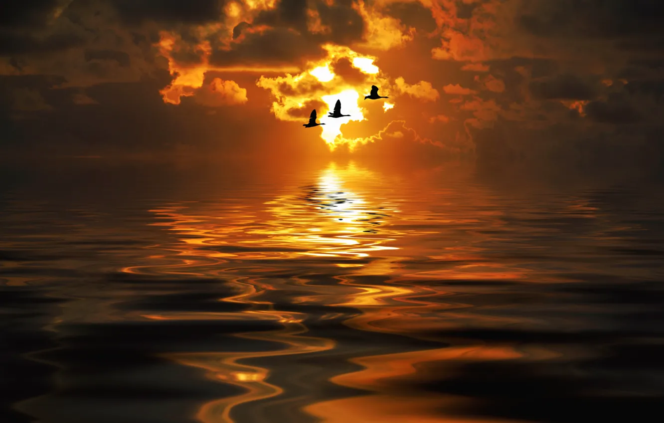 Photo wallpaper sea, sunset, rendering, bird, photoart