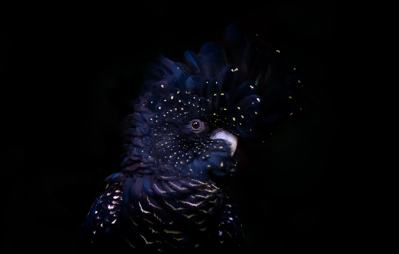 Photo wallpaper background, bird, Red-tailed black cockatoo